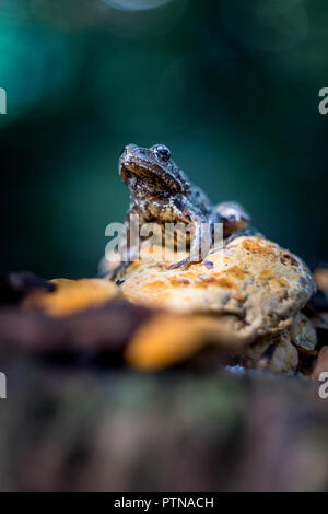 The common frog (Rana temporaria) on stump with yellow fungus wildlife photography