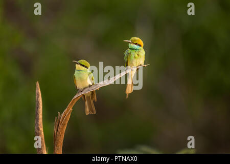 Little Green Bee-Eater adult and juvenile, perched on a twig, at the Yala National Park Stock Photo