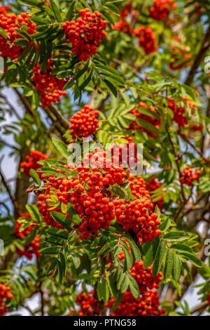 forest rowan with bunches of ripe berries Stock Photo