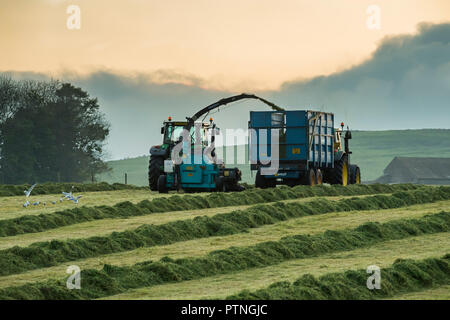 Working in farm field, one tractor towing forage harvester & 1 driving alongside collecting cut grass for silage - N Yorkshire evening, England, UK. Stock Photo
