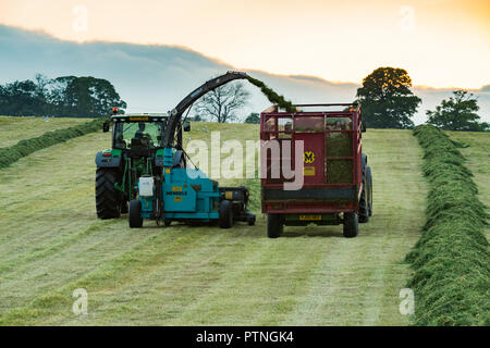 Working together in farm field, 1 tractor towing forage harvester & 1 collecting cut grass for silage in trailer - Yorkshire evening, England, GB, UK Stock Photo