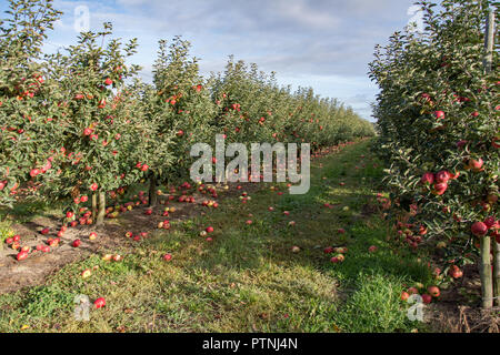 Rows of apple trees with ripe red and yellow apples  in an orchard - windfall of apples on the ground Stock Photo