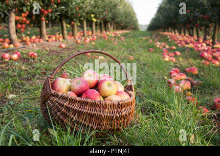Wicker basket with ripe red and yellow apples on the grass in an orchard - with rows of apple trees and windfall of apples