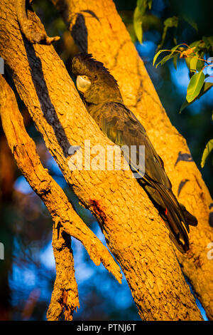 Male Red-tailed Black-Cockatoo sitting in Red Gum Tree Western Australia at Sunset Stock Photo