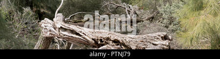 A tree has fallen over in the forest Stock Photo
