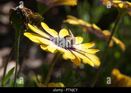 Sydney Australia, Bee on a blue eyed yellow african daisy flower Stock Photo