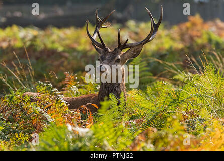 Adult Red Deer Stag Richmond Park UK Stock Photo