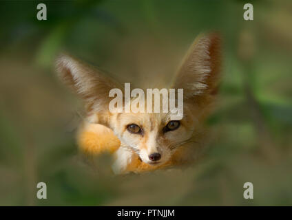 Fennec fox Vulpes zerda sleeping Captive photograph Stock Photo