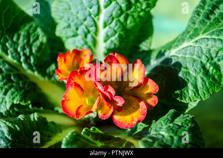 Blossoming flowers of orange violet with with red border with leaves Stock Photo