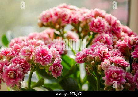 Blossoming buds of pink Kalanchoe closeup Stock Photo