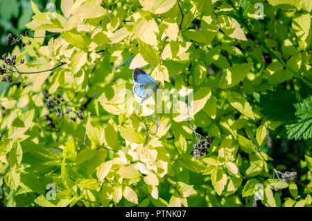 little butterfly on a bush in the spring Stock Photo