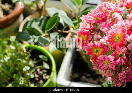 Blossoming buds of pink Kalanchoe on the background of pots Stock Photo
