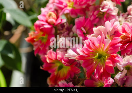 Blossoming buds of pink Kalanchoe with fleshy leaves Stock Photo