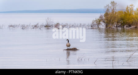 A Canada Goose (Branta canadensis) standing on a rock in a lake. Stock Photo