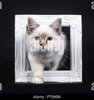 Beautiful tabby point Sacred Birman cat kitten stepping with white paw through a white picture frame looking at camera, isolated on black background Stock Photo