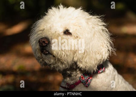 Portrait of white labradoodle dog, pictured outdoors Stock Photo