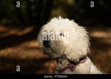Portrait of white labradoodle dog, pictured outdoors Stock Photo