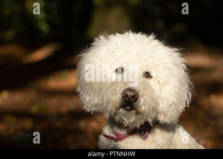 Portrait of white labradoodle dog, pictured outdoors Stock Photo