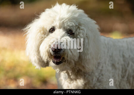 Portrait of white labradoodle dog, pictured outdoors Stock Photo