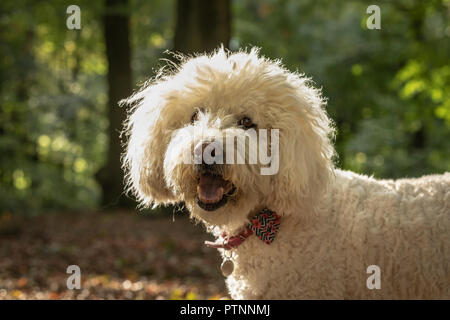 Portrait of white labradoodle dog, pictured outdoors Stock Photo