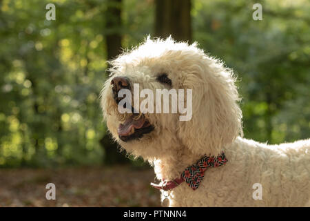 Portrait of white labradoodle dog, pictured outdoors Stock Photo