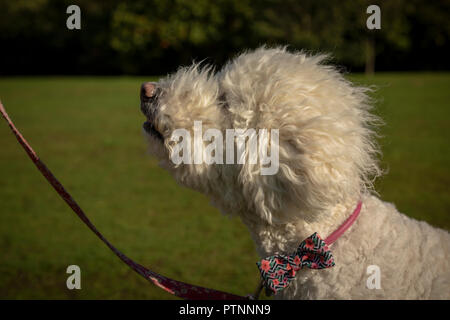 Portrait of white labradoodle dog, pictured outdoors Stock Photo