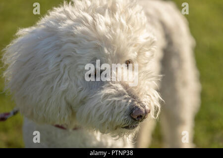 Portrait of white labradoodle dog, pictured outdoors Stock Photo