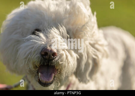Portrait of white labradoodle dog, pictured outdoors Stock Photo