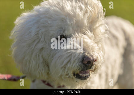 Portrait of white labradoodle dog, pictured outdoors Stock Photo