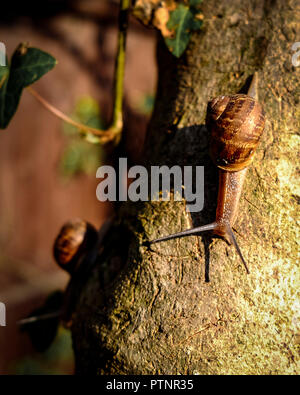 Two garden snails (Helix aspersa) make their way down a fig tree trunk Stock Photo