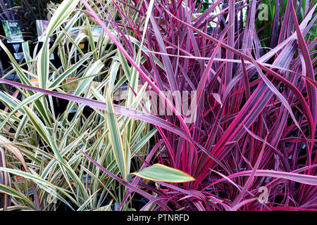 Phormium Wings of  Gold and Cordyline Electric Pink Stock Photo