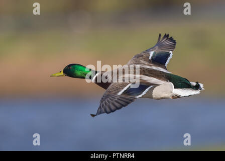 Close up of UK mallard drake (Anas platyrhynchos) isolated in midair flight, facing left, wings outstretched. High angle duck flying free over water. Stock Photo