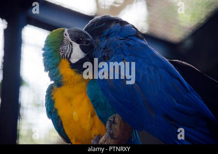 the blue and gold macaw  ispreening the hyacinth macaw Stock Photo