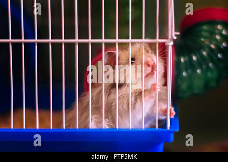 Cute funny hamster sitting in a cage Stock Photo