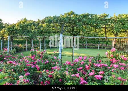 Orsan priory garden, France : Rosa gallica 'Rose des Mages' and pear trees in enclosed  garden (obligatory mention of the garden name and no advertisi Stock Photo