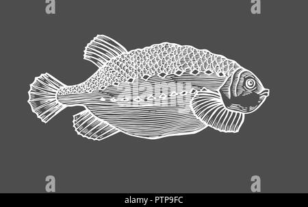 Ink sketch of fish. Hand drawn vector illustration on black background. Retro style. Stock Vector