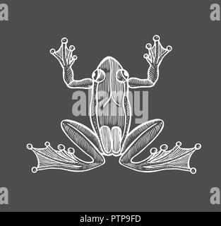 Vector frog in engraving style. Hand drawn illustration on black background. Retro style. Stock Vector