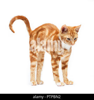 Adorable ginger red tabby kitten stretching, isolated on a white background. Stock Photo