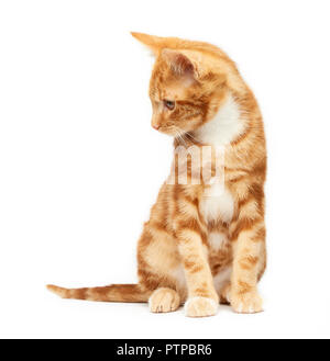 Gorgeous young ginger red tabby kitten sitting isolated against a white background looking to the side. Stock Photo