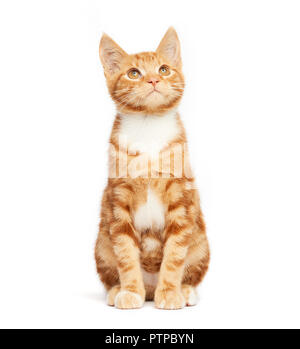 Cute ginger red tabby kitten sitting isolated on a white background looking up. Stock Photo