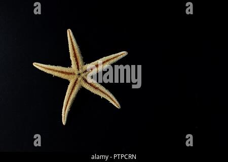 Close up of a yellow starfish isolated on black background with copy space, Top view Stock Photo