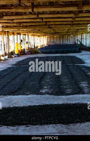 Drying of coffee beans.  Drying of coffee beans. Natural process of drying in the shade of the shed. Stock Photo