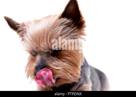 A cute Yorkshire Terrier licking his lips - studio shot, isolated on white. Stock Photo