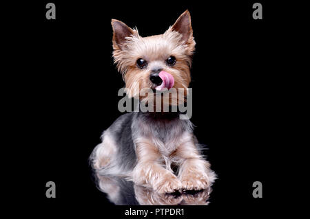 Studio shot of a cute Yorkshire Terrier lying on black background. Stock Photo
