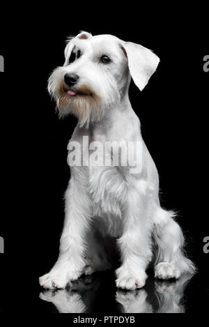 Studio shot of a cute Miniature Schnauzer sitting on black background. Stock Photo