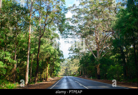 Road leading through a gum tree forest Eucalyptus maculata, Western Australia, Australia