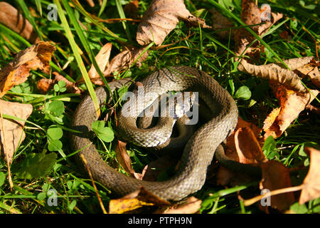 Natrix is a genus of colubrid snakes, grass snakes or water snakes, resting in the sun between the grass and the leaves Stock Photo