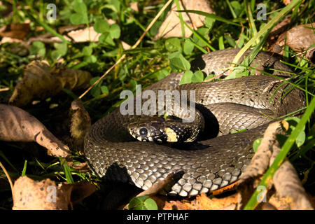 Natrix is a genus of colubrid snakes, grass snakes or water snakes, resting in the sun between the grass and the leaves Stock Photo