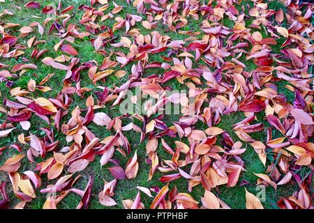 Red and gold autumn leaves fallen from a cherry tree brighten the garden. October 2018. Stock Photo