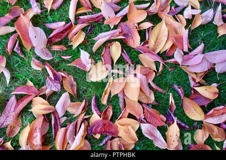 Red and gold autumn leaves fallen from a cherry tree brighten the garden. October 2018. Stock Photo